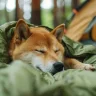 shibainu