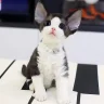 Barrymit
